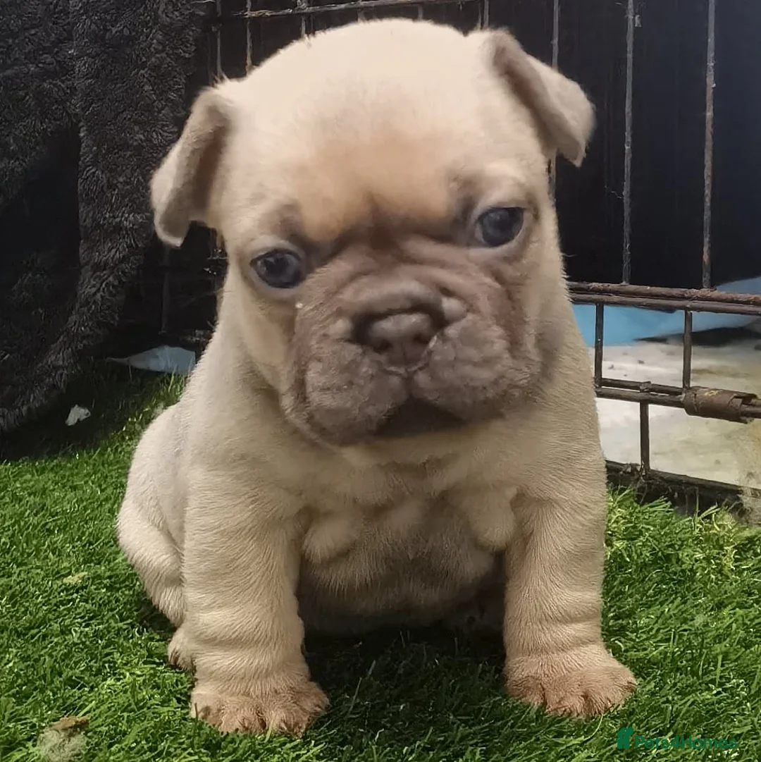 French Bulldog dogs for stud: Lilac tan merle in Sheffield - Advert 16