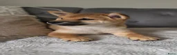 Japanese Shiba Inu dogs for sale: KC Registered Shiba Inu Male Puppy  - Advert 4