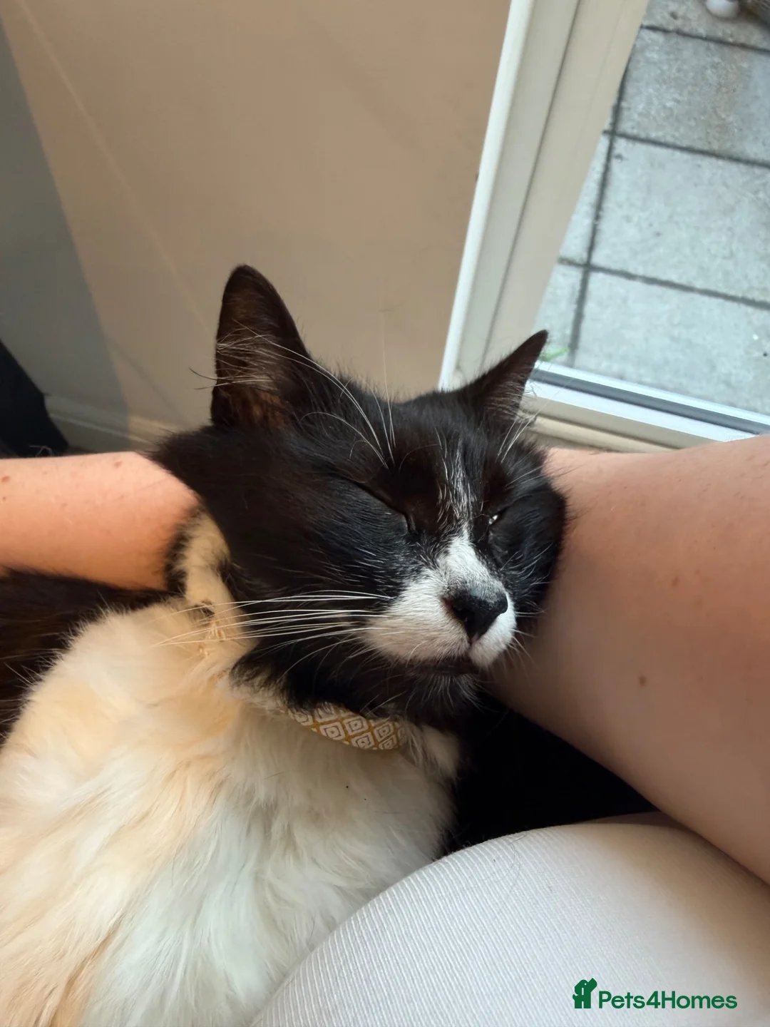 Mixed Breed cats for sale: Asta the Cat - Advert 2