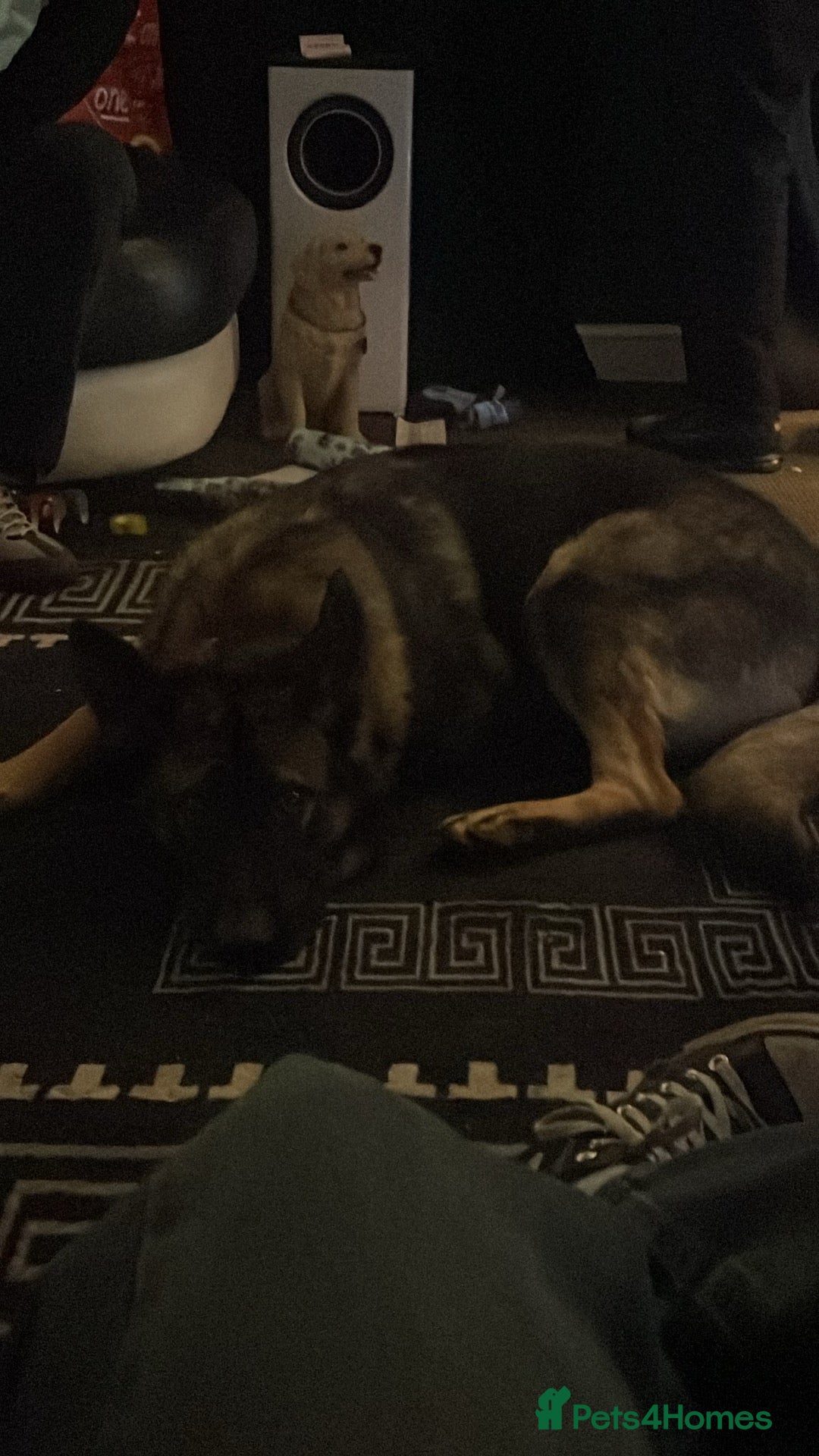 German Shepherd dogs for sale: 10-month German Shepard  - Advert 2