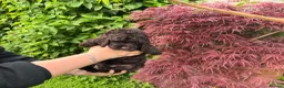 Cockapoo dogs for sale: 3 GIRLS LEFT ,VET CHECKED & READY FOR NEW HOMES 🩷 - Advert 24