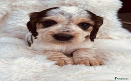 Cocker Spaniel dogs for sale: Gorgeous show type cocker spaniels - Image 16