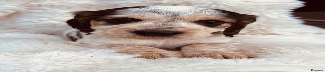 Cocker Spaniel Puppy 9