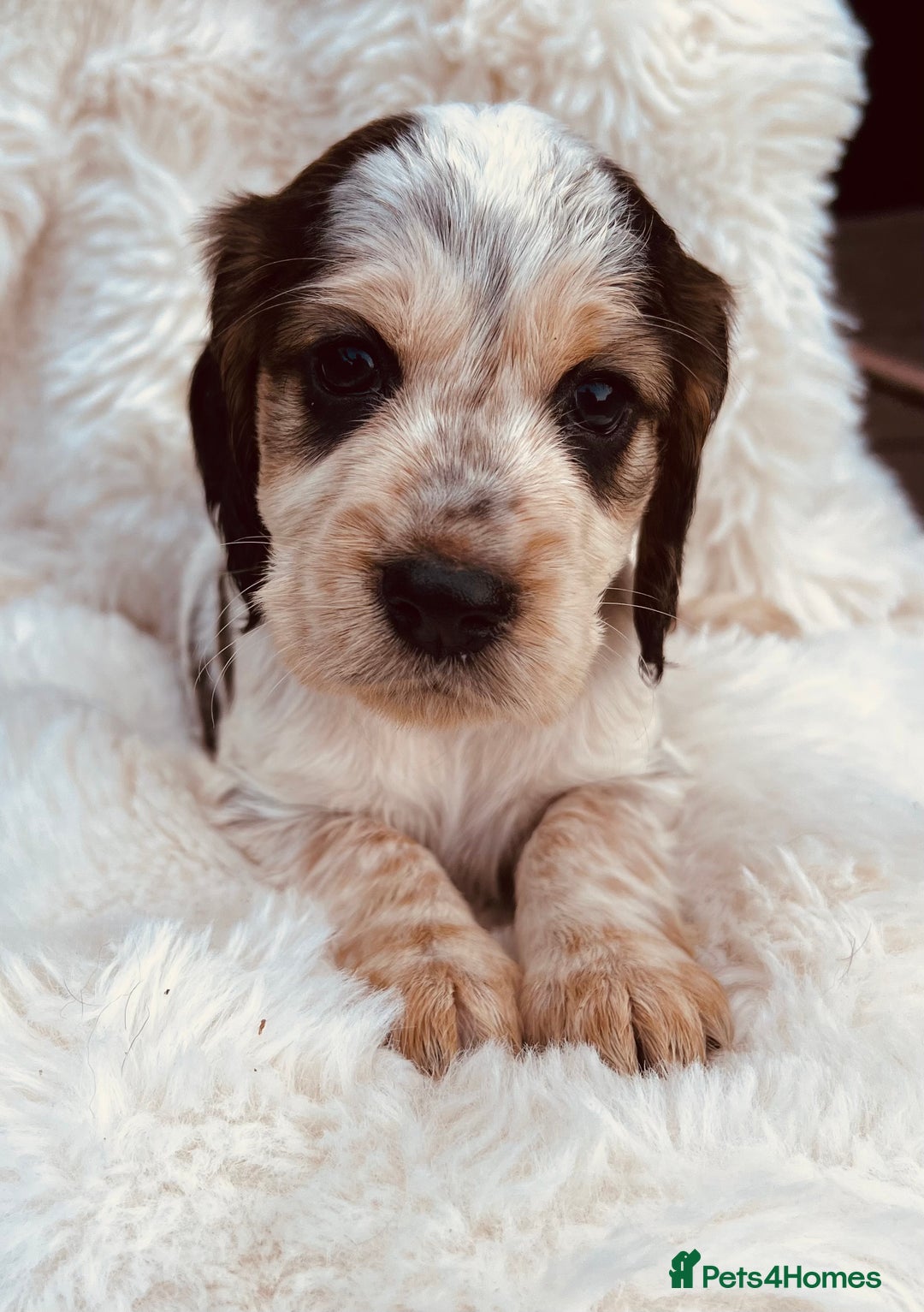 Cocker Spaniel dogs for sale: Gorgeous show type cocker spaniels - Image 16