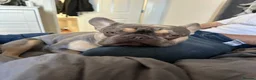 French Bulldog dogs for sale: 5 year old male French bulldog for re homing  - Advert 5