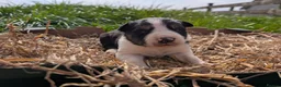 Border Collie dogs for sale: Cracking Litter of Tri Coloured Collies For Sale - Advert 6