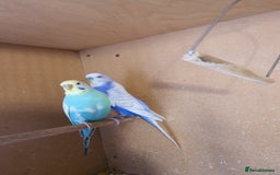 Budgerigars birds for sale: Breeding pair of budgies - Image 2