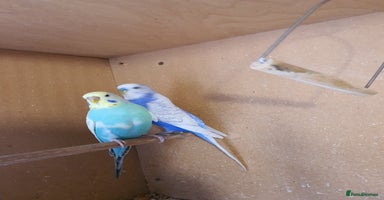 Budgerigars birds - Advert 7