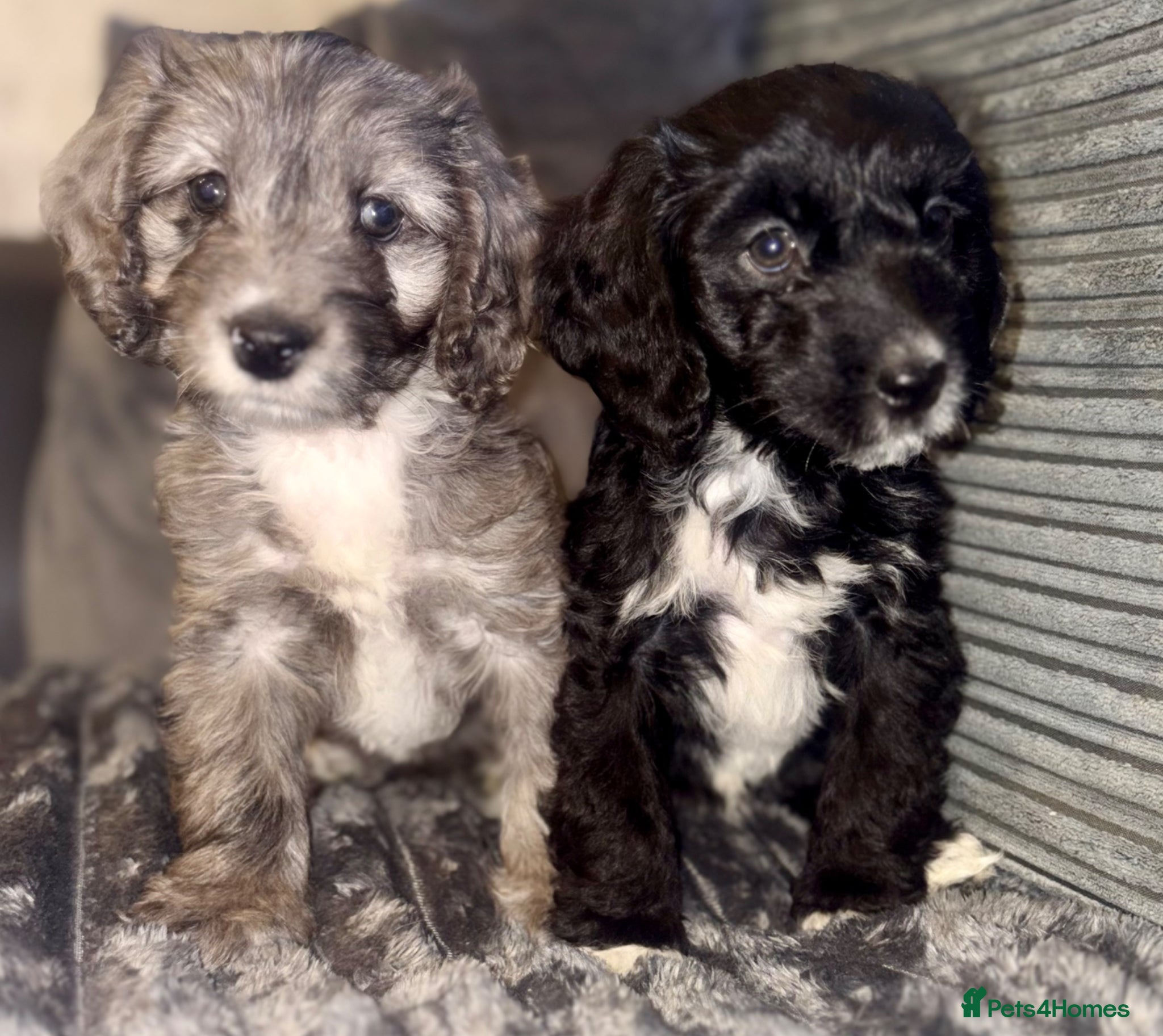 Cockapoo dogs Beautiful cockapoo F1 puppies  - Advert 15