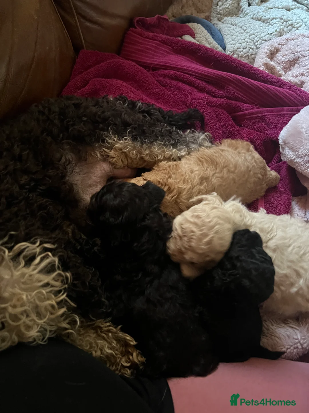 Toy Poodle dogs for sale: KC reg Toy Poodles -phantom, cream, apricot, black in Trimdon Station - Advert 40