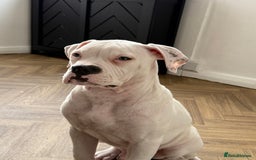 American Bulldog dogs for sale: Male American Bulldog  - Image 5