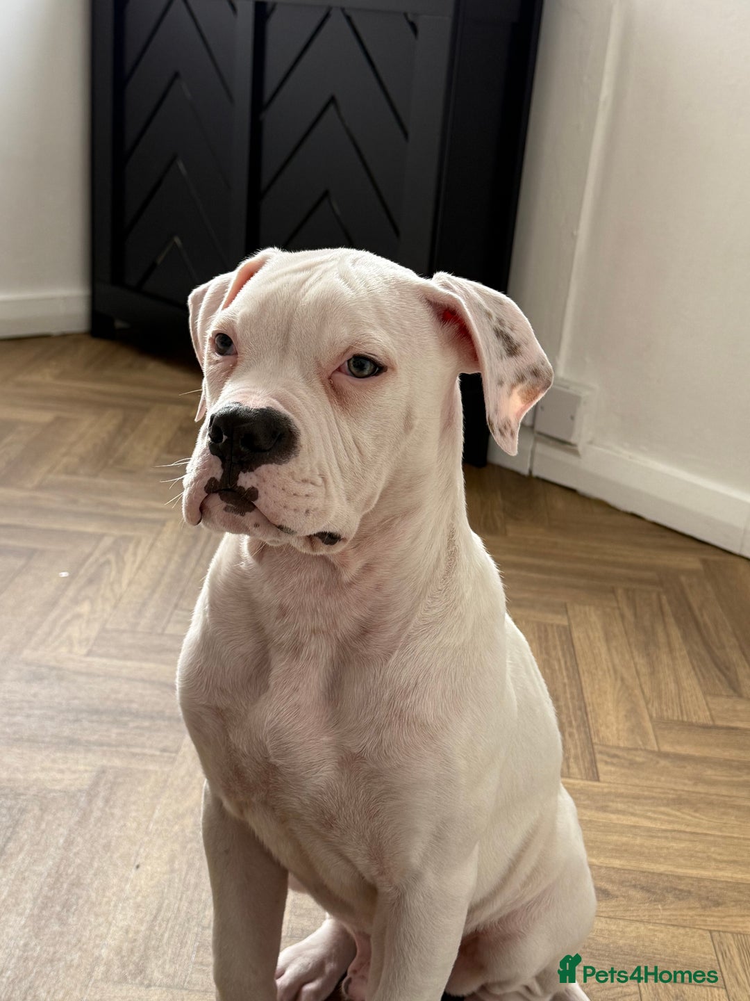American Bulldog dogs for sale: Male American Bulldog  - Image 5