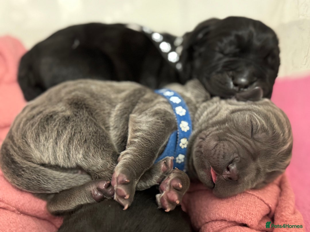 Neapolitan Mastiff dogs for sale: Neapolitan mastiff puppies  - Image 2