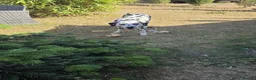 Dalmatian dogs for sale: Rehome dalmatian  in Nottingham - Advert 4