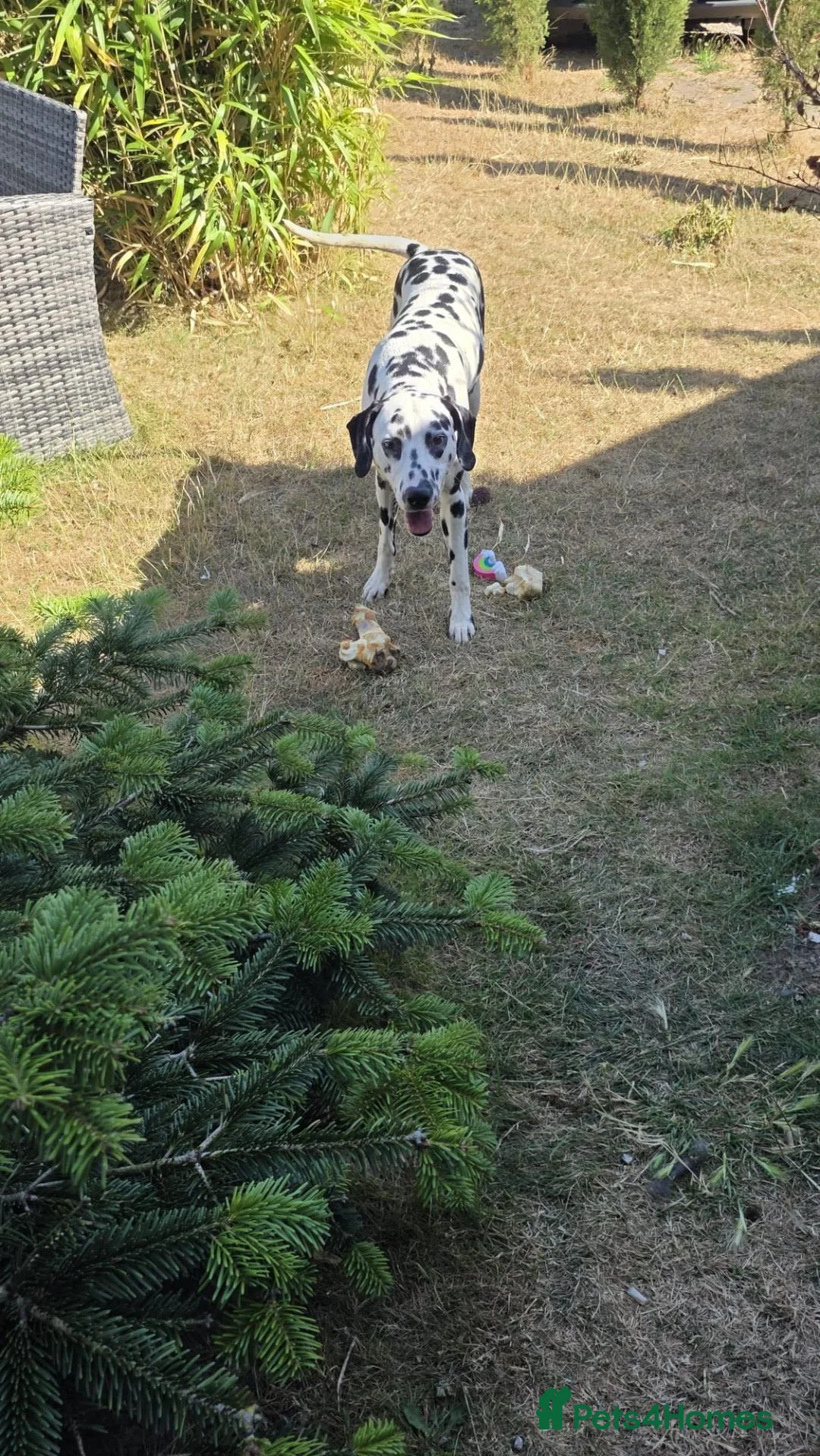 Dalmatian dogs for sale: Rehome dalmatian  in Nottingham - Advert 4