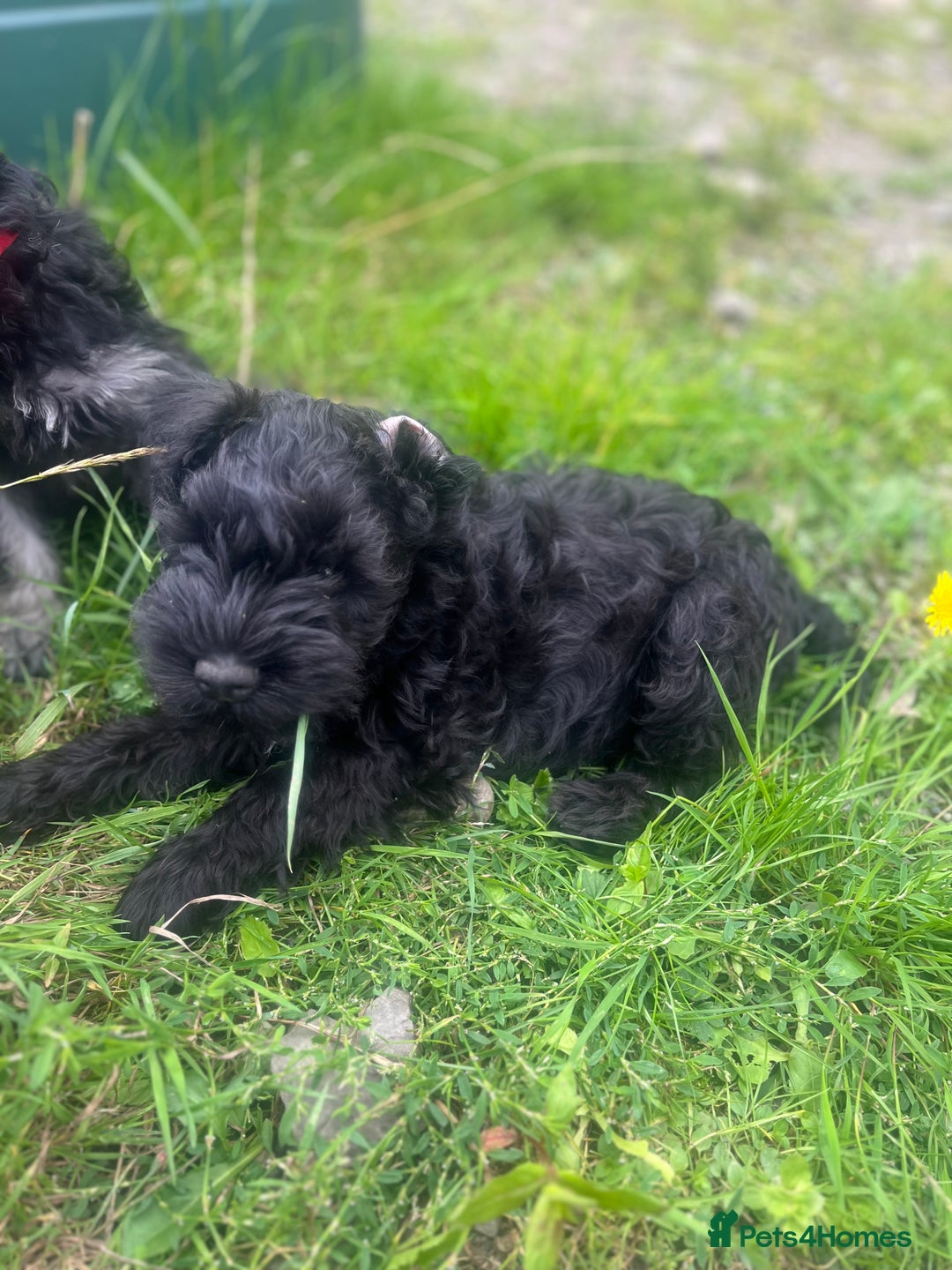 Miniature Schnauzer dogs for sale: KC miniature schnauzer puppies  - Image 14