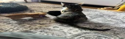 Mixed Breed cats for sale: Gorgeous kittens  - Advert 11