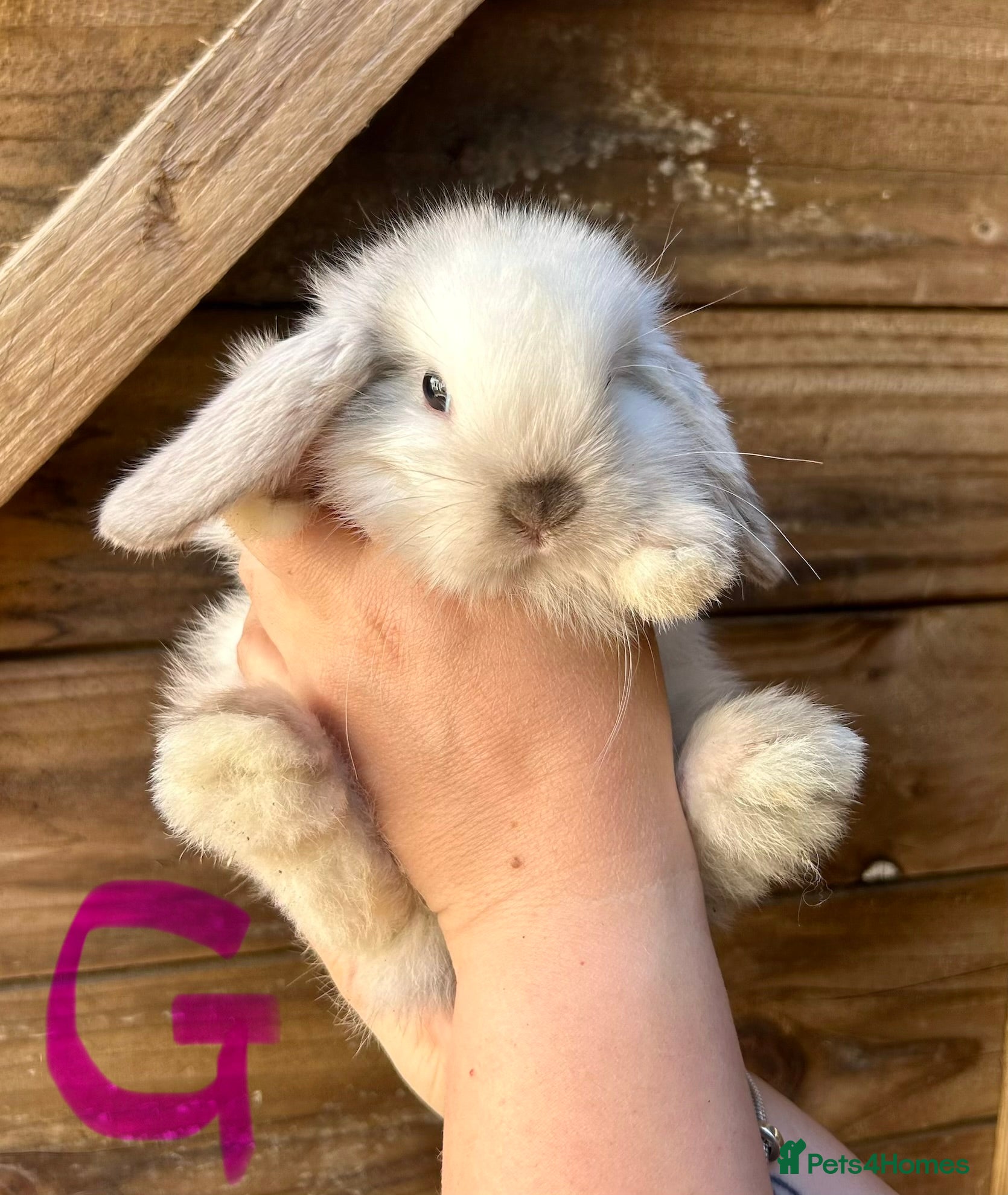 Mini Lop rabbits 💙🩷 Stunning Mini Lop Babies 2 Remaining 🩷💙 - Advert 20