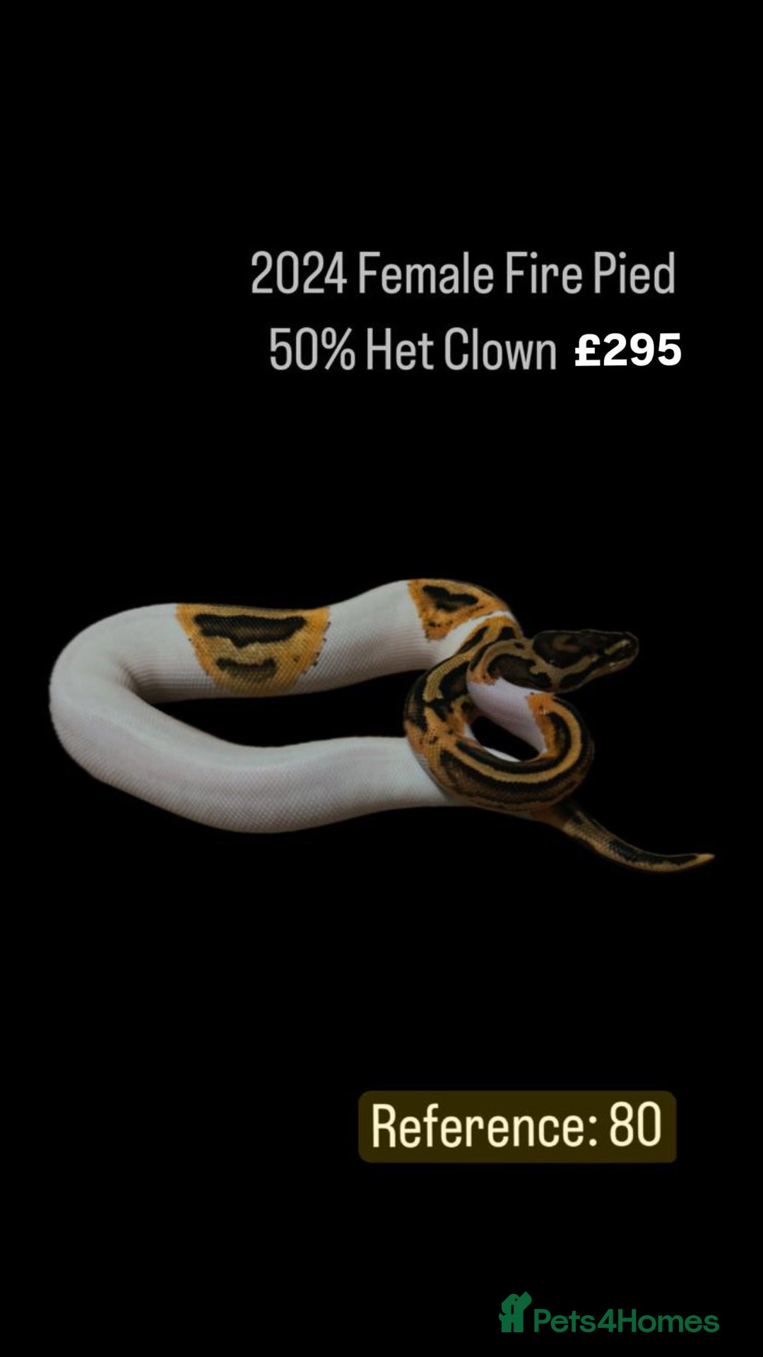 Python Snake reptiles for sale: Various 2025 & 2024 Pied Ball Pythons Royal Snake  - Image 20