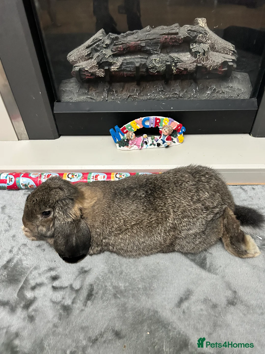 French Lop rabbits for sale: Cinnamon bun is a giant French lop - Advert 4