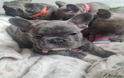 French Bulldog dogs for sale: French bulldog pups  - Image 9