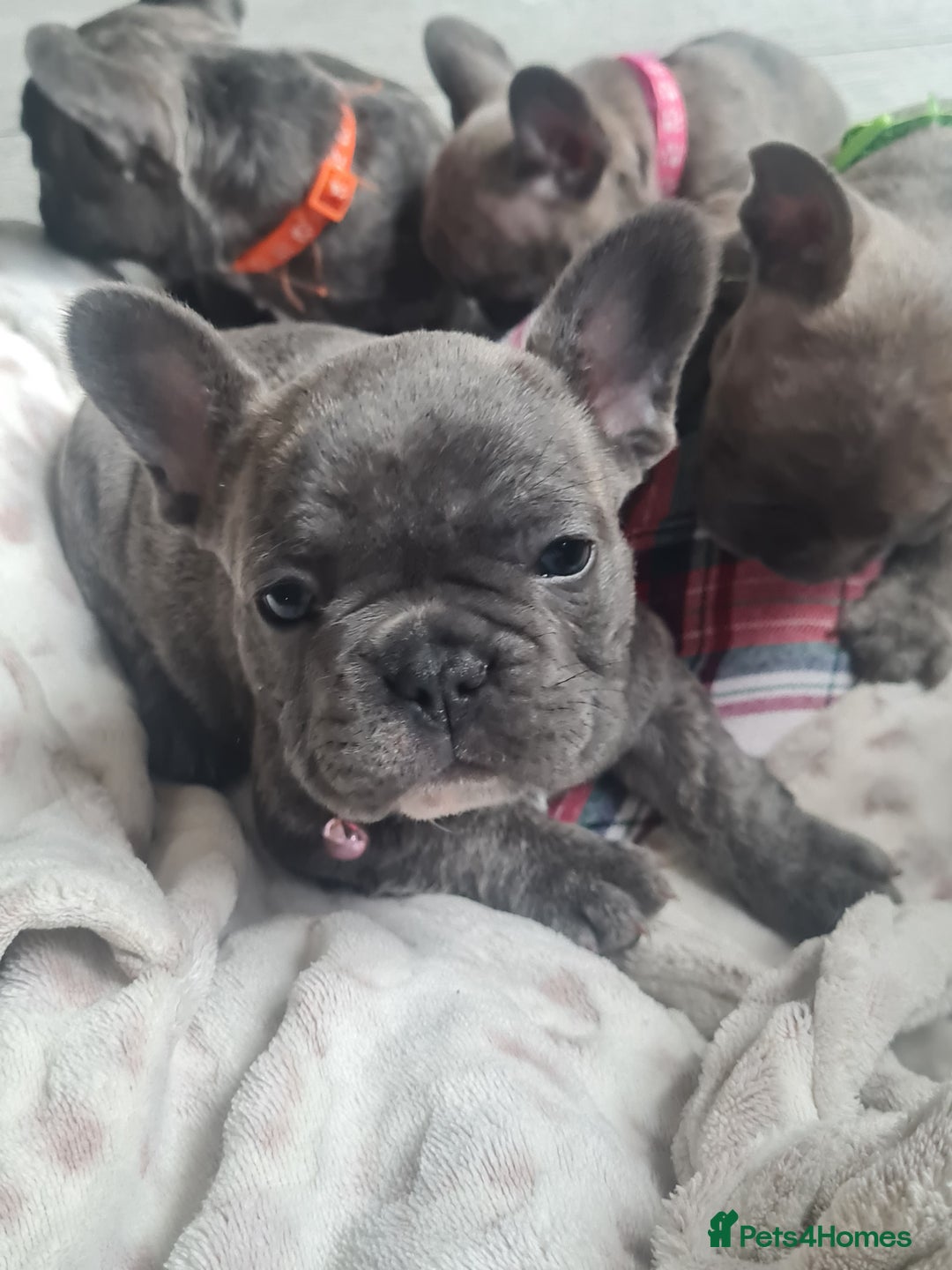 French Bulldog dogs for sale: French bulldog pups  - Image 9
