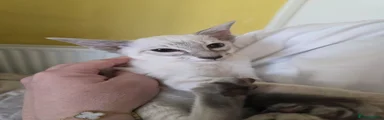 Siamese Kitten 5