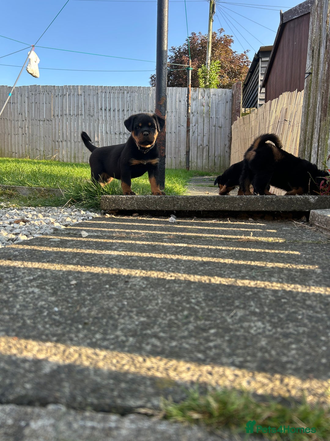 Rottweiler dogs for sale: *** Pedigree Rottweilers due 4th dec*** - Advert 5