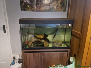 Frog reptiles - Advert 13