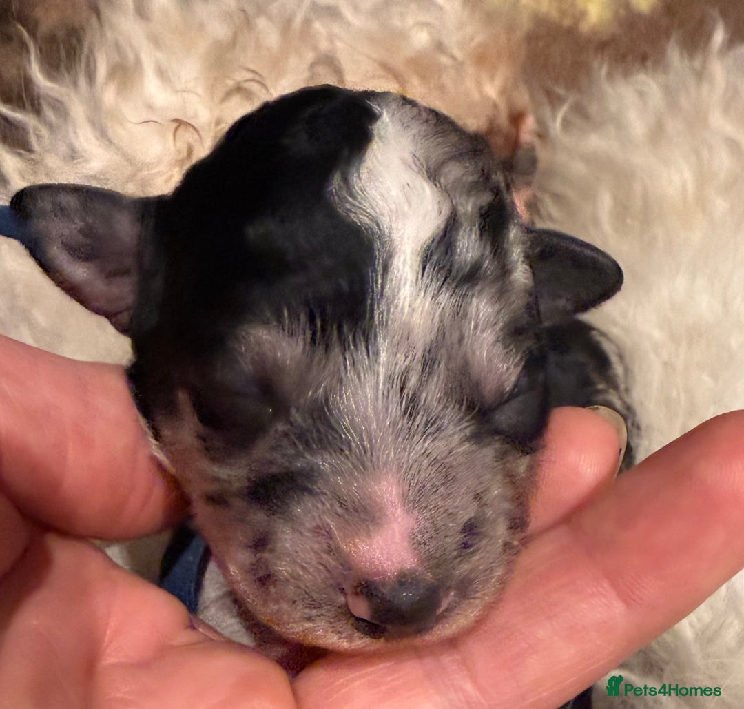 Bernedoodle dogs for sale: Miniature F1bs Bernedoodle  - Image 17