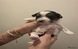 Yorkshire Terrier dogs for sale: Yorkies puppies for sale - Image 1