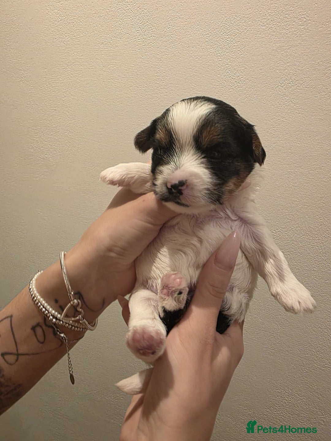 Yorkshire Terrier dogs for sale: Yorkies puppies for sale - Image 1