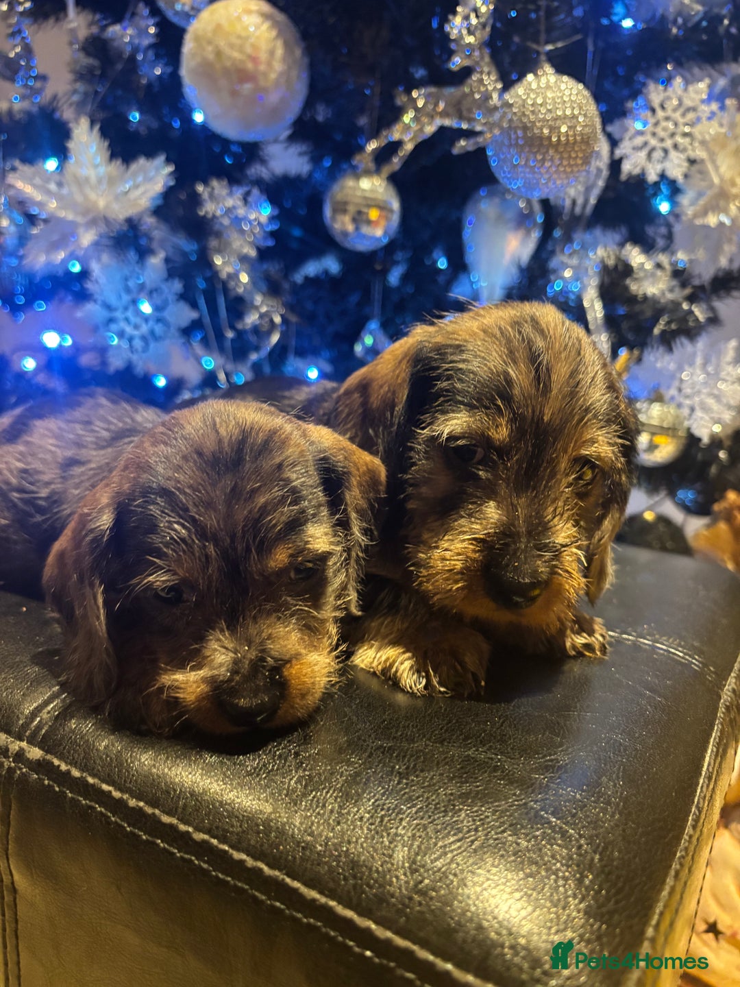 Miniature Dachshund dogs for sale: Wire Haired Dachshunds  - Advert 14