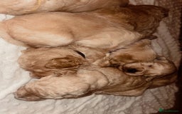 Mixed Breed dogs for sale: Gorgeous Double Doodle Puppies in Stourbridge - Image 1