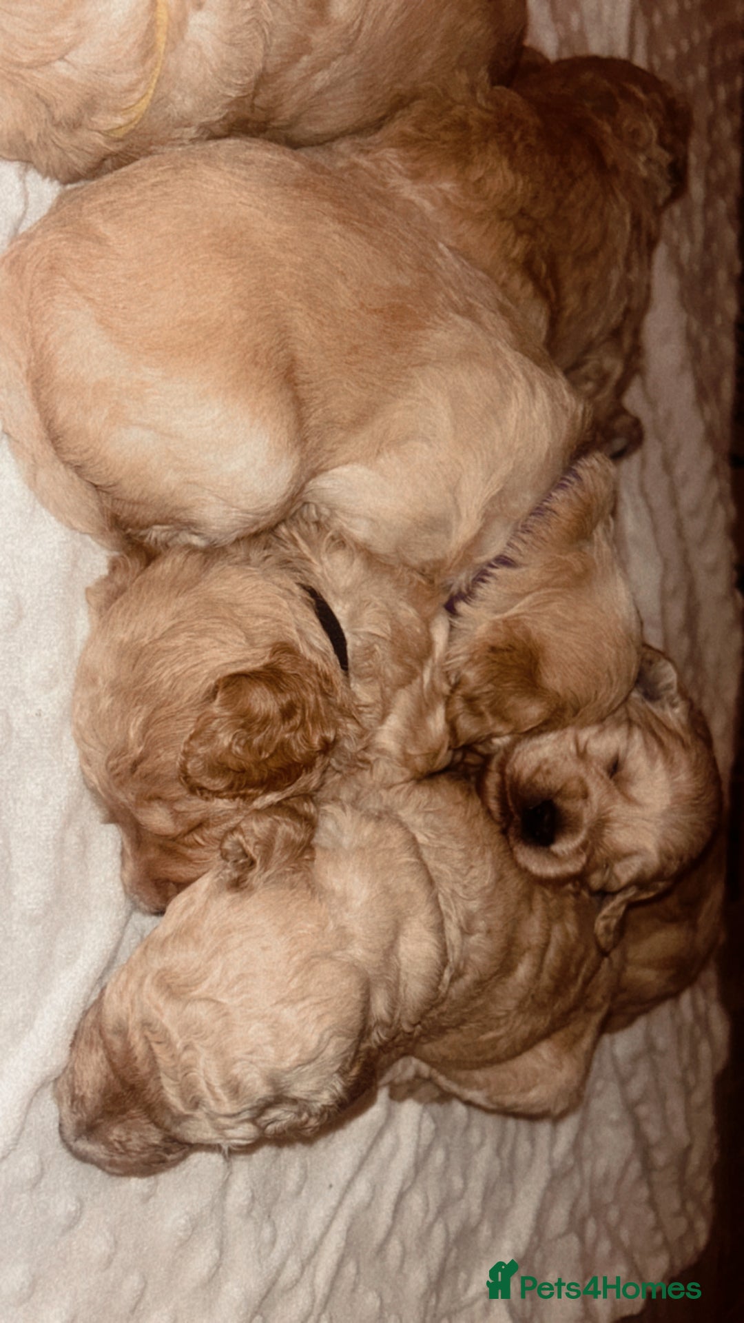 Mixed Breed dogs for sale: Gorgeous Double Doodle Puppies in Stourbridge - Image 1