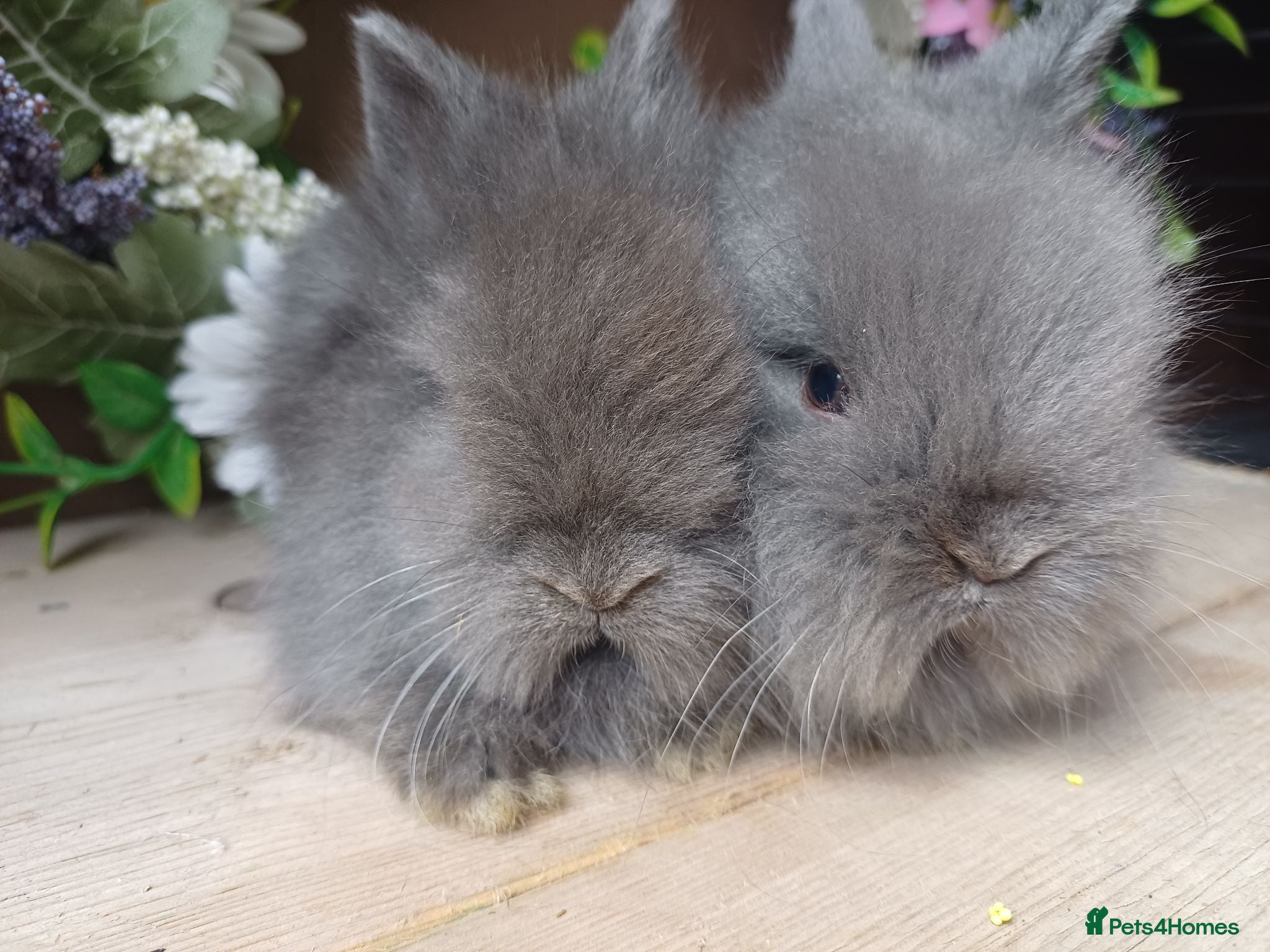 Lionhead rabbits Lionhead babies. 5weeks old - Advert 1