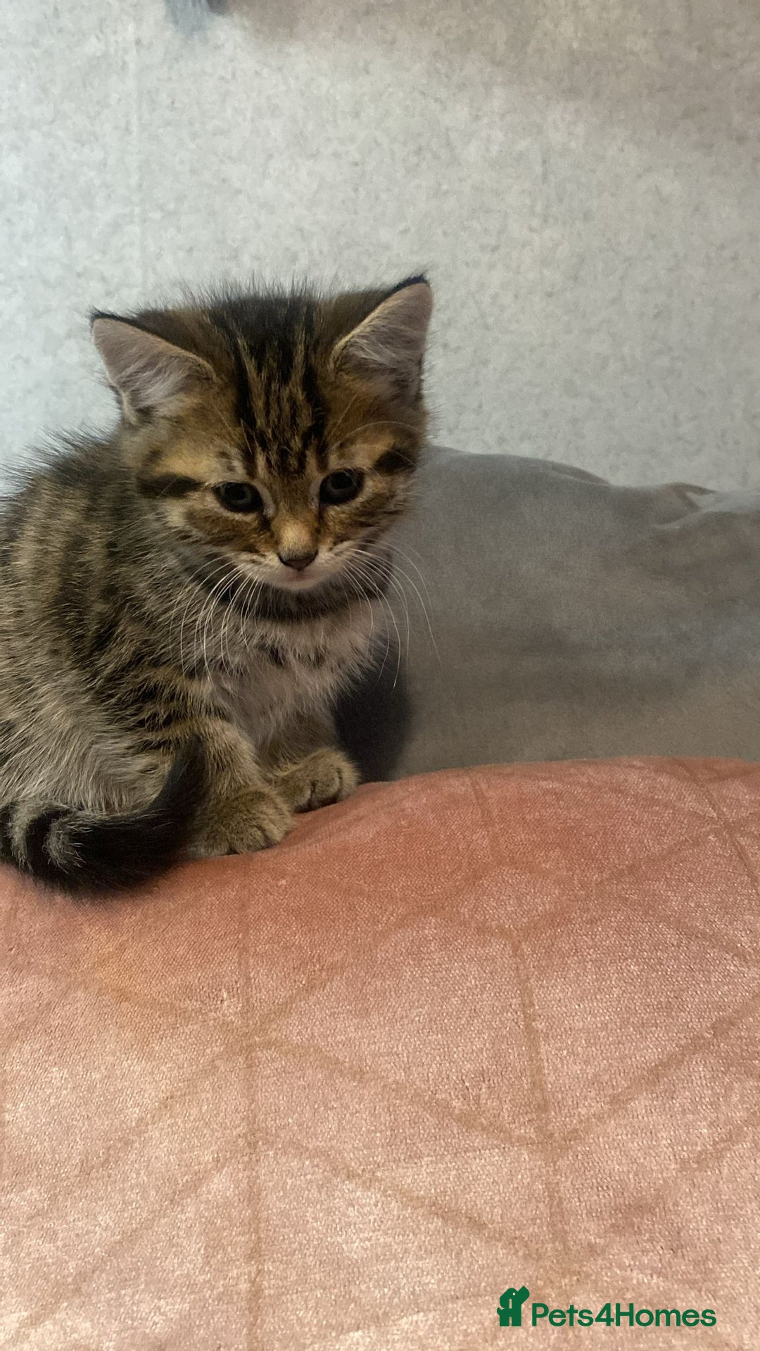Mixed Breed cats for sale: Maine coon cross and tabby kittens - Advert 3