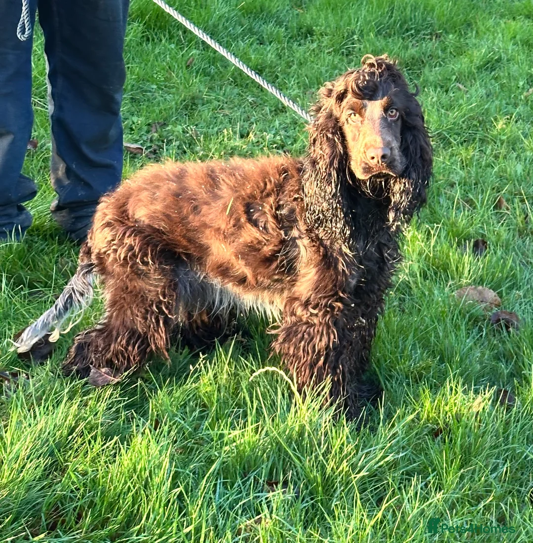 Cocker Spaniel dogs for sale: Handsome chocolate roan boy - Advert 3