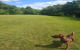 Mixed Breed dogs for sale: Gorgeous 8 month doberman cross  - Image 5