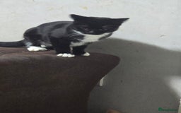 Domestic Shorthair cats for sale: 6 month on kitten  - Image 6