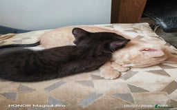 British Shorthair cats for sale: Beautiful British short-hair cross - Image 12
