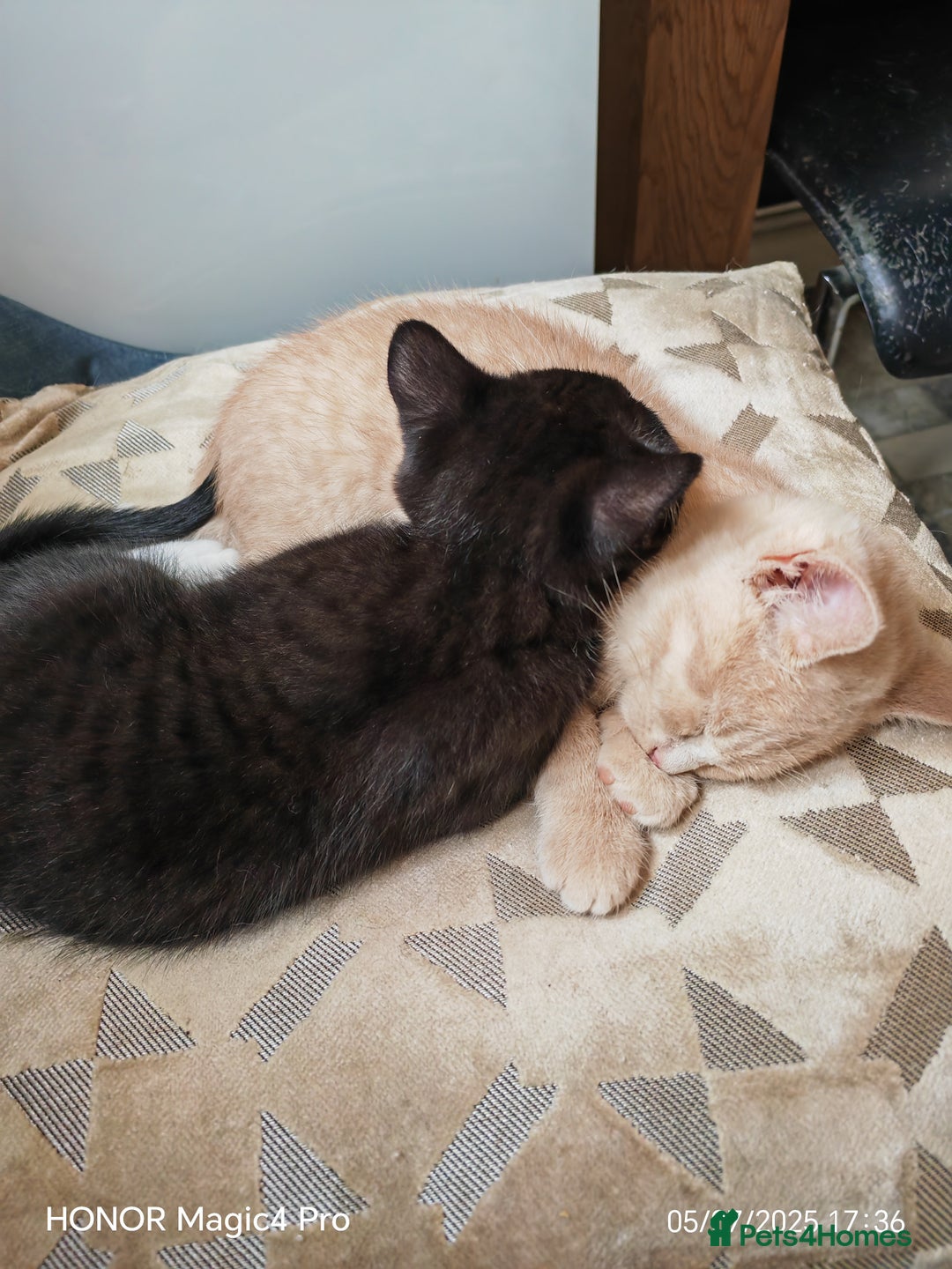 British Shorthair cats for sale: Beautiful British short-hair cross - Image 12