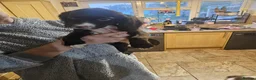 Sprocker dogs for sale: 7 stunning sprocker pups LAST 3 BOYS - Advert 33