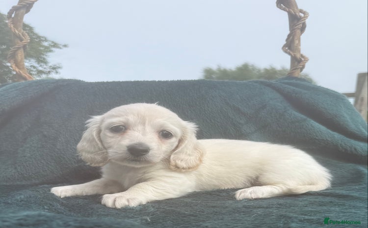 Miniature Dachshund dogs - Advert 11