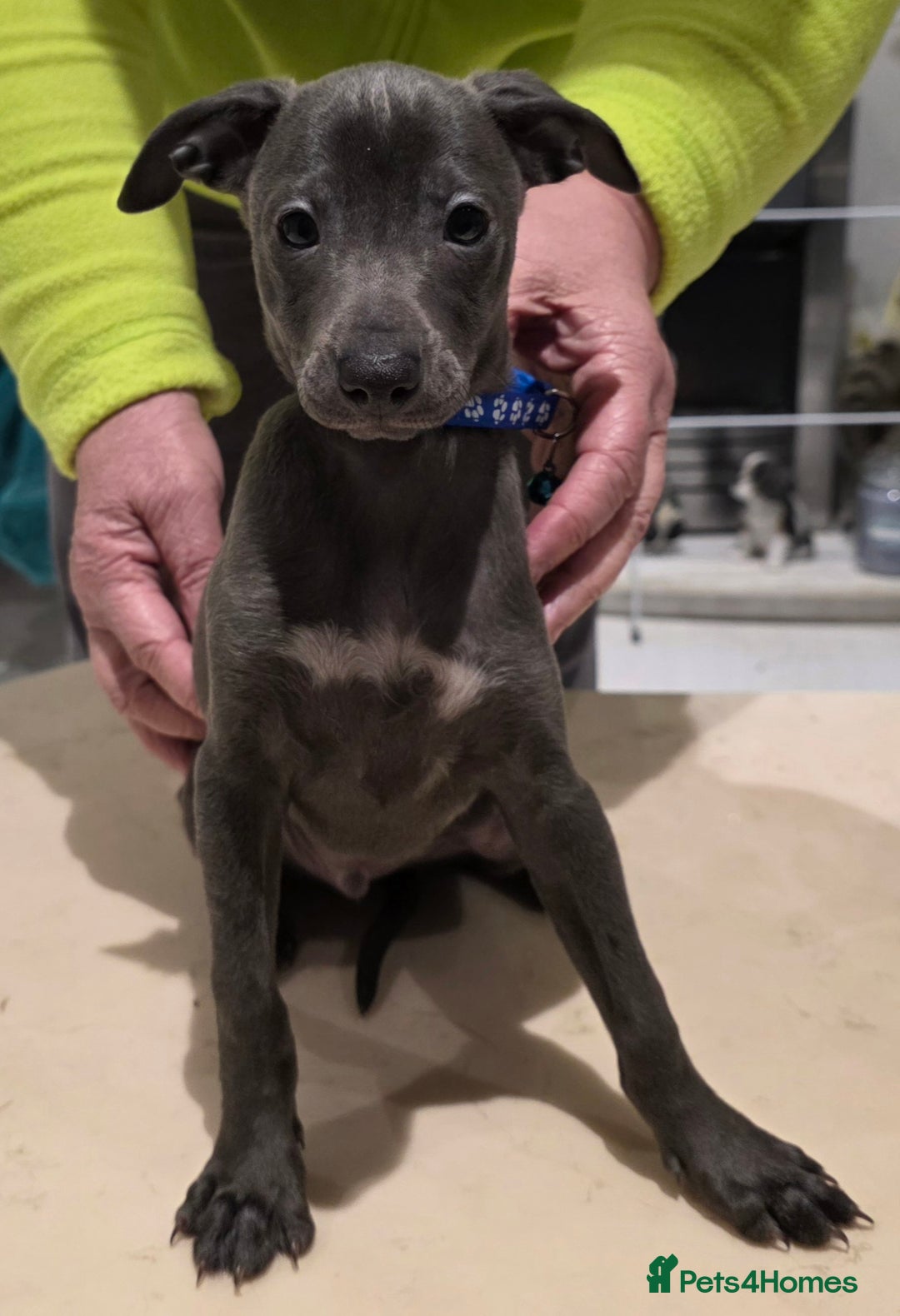 Italian Greyhound dogs for sale: KC reg quality blue boys looking for living homes - Advert 2