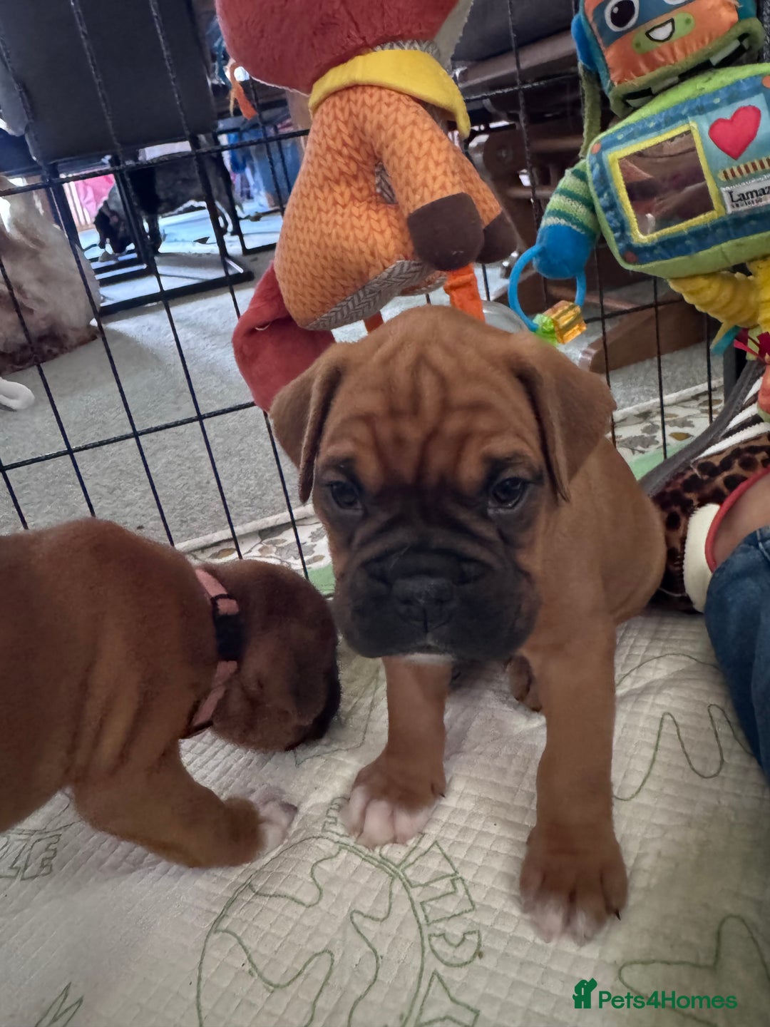 Boxer dogs for sale: 10 Boxer X Puppies - Ready 13th October - Image 4