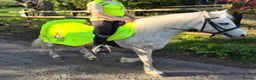 Welsh Section A horses for sale: **ELSA** Manorfields Silver Lady, FleaBitten Grey in Wigan - Advert 11