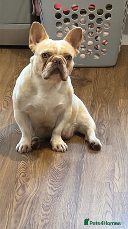 French Bulldog dogs - Advert 4