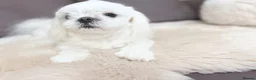 Maltese dogs for sale: Full Korean Male Maltese - Advert 4