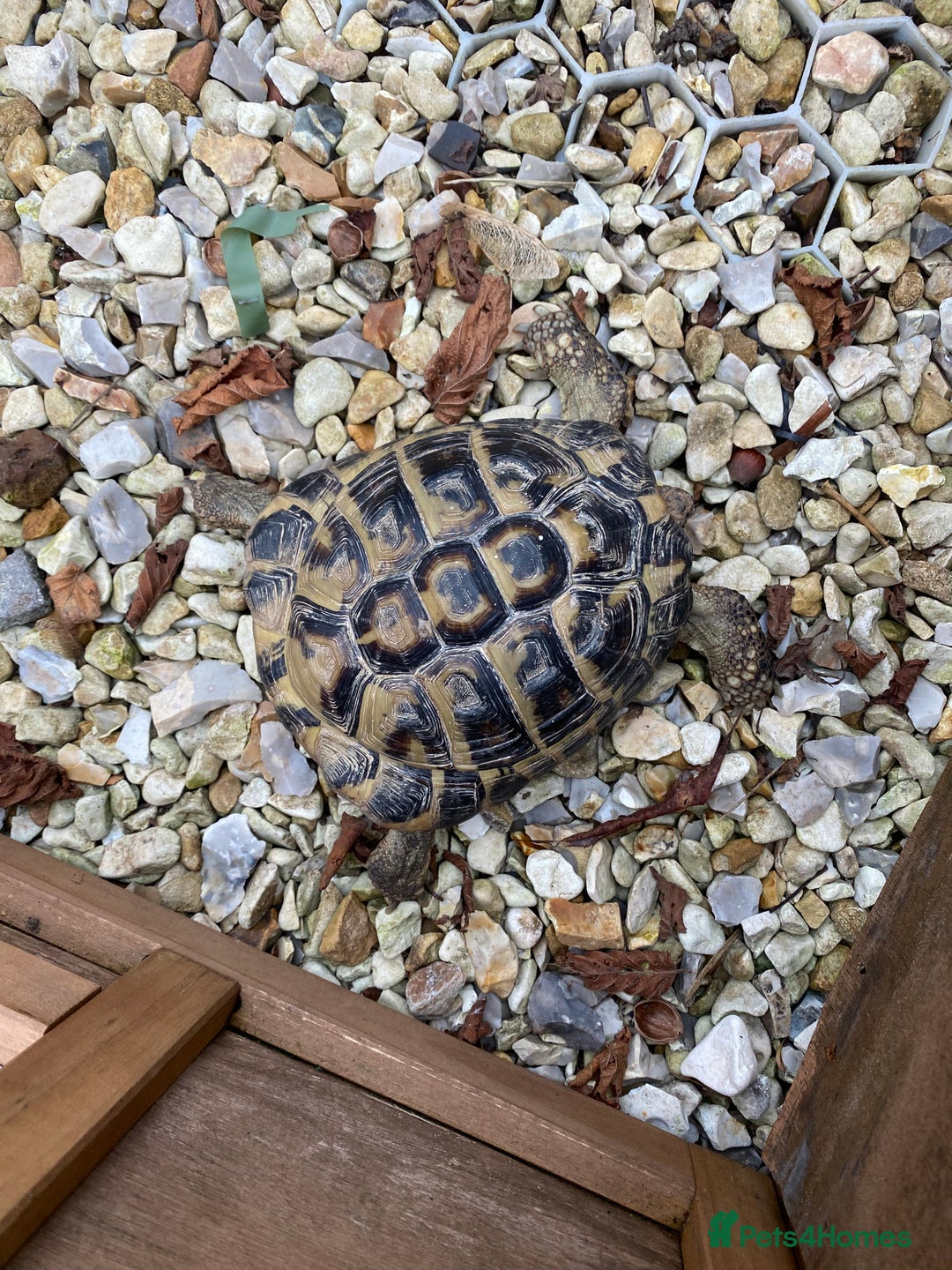 Hermann Tortoise reptiles for sale: Hermann Tortoise  - Advert 2